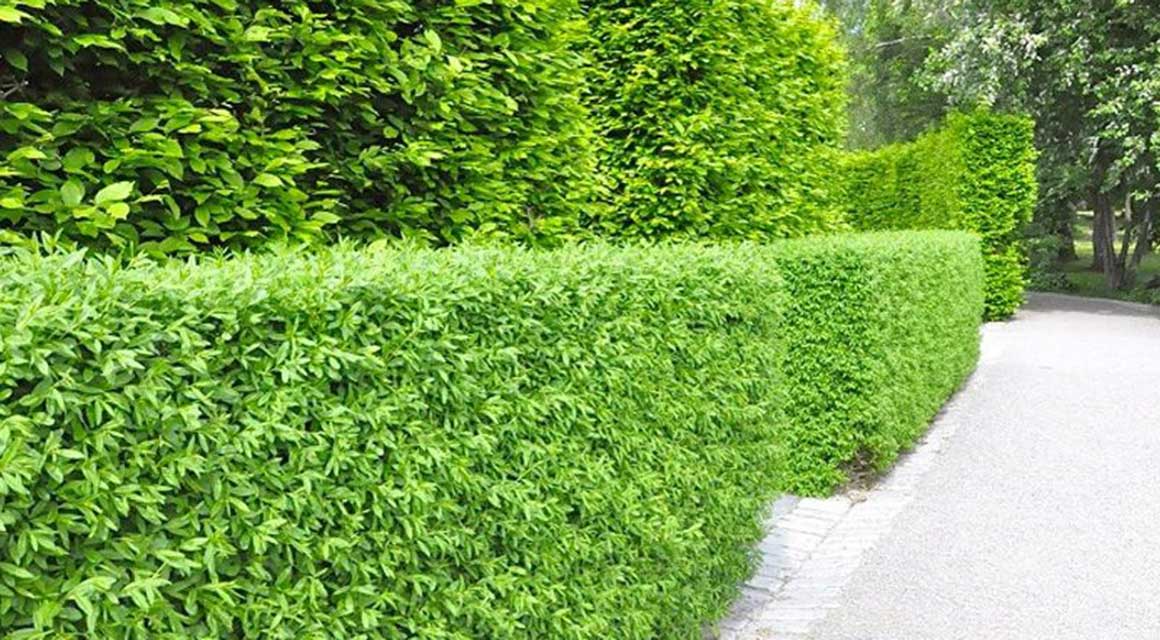 Laubabwerfende Heckenpflanzen dichter Verzweigung