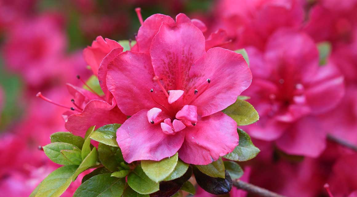 Pflegeleichte Pflanzen Rhododendron