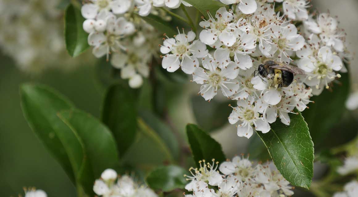 Privatsphäre Blüte