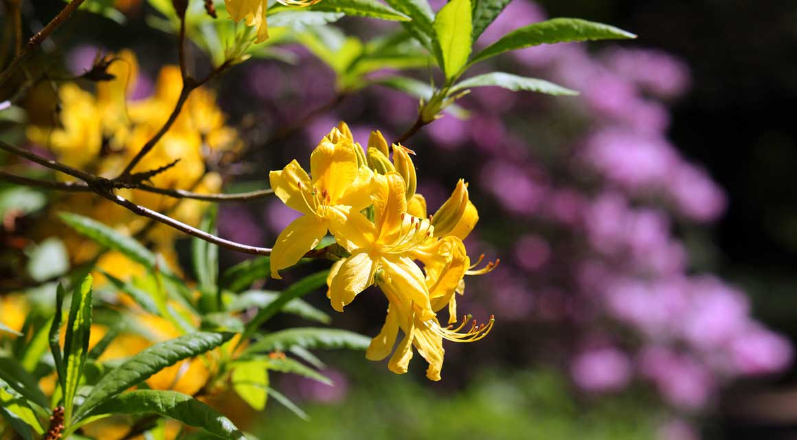 Rhododendron Hecke