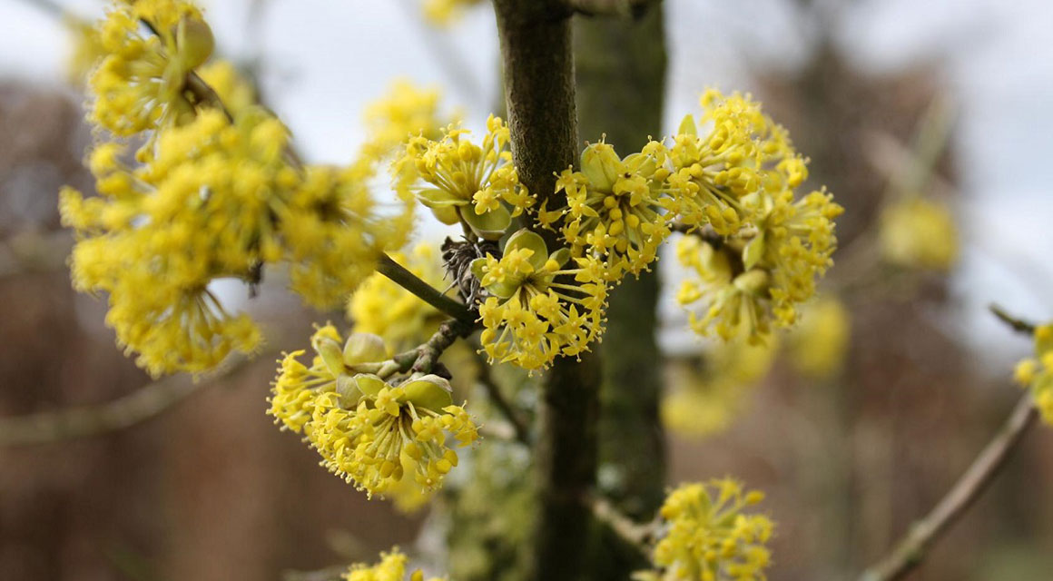 Schönste Wintergarten