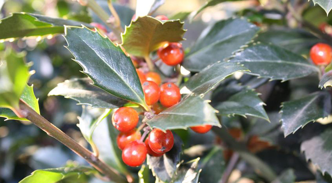 Stechpalmen-Hecke mit Beeren