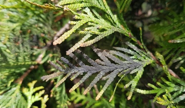 Zweigsterben durch Pilze