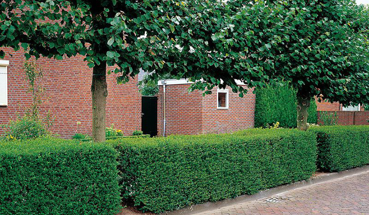 Wie pflanze ich eine Ligusterhecke?