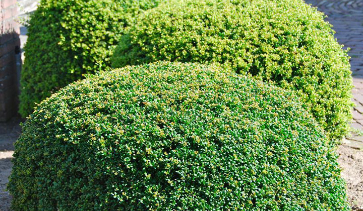 Gartenratgeber Japanische Stechpalme