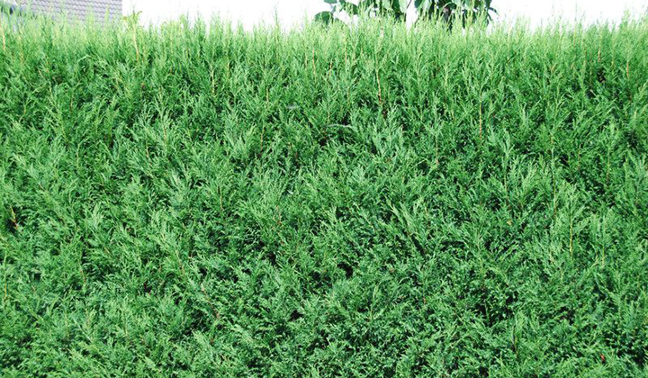 Karger Gartenboden