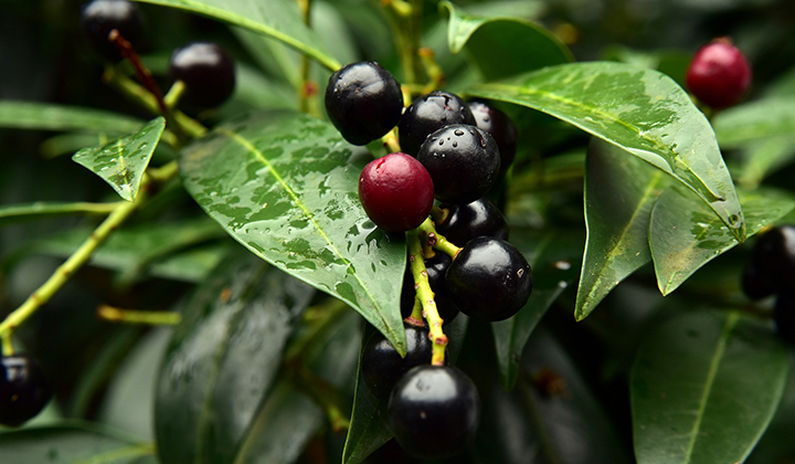 Gartenratgeber Lorbeerhecke