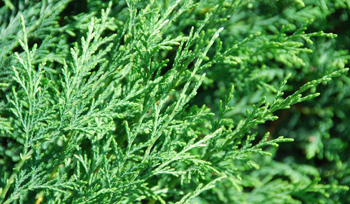 Gartenratgeber Koniferen