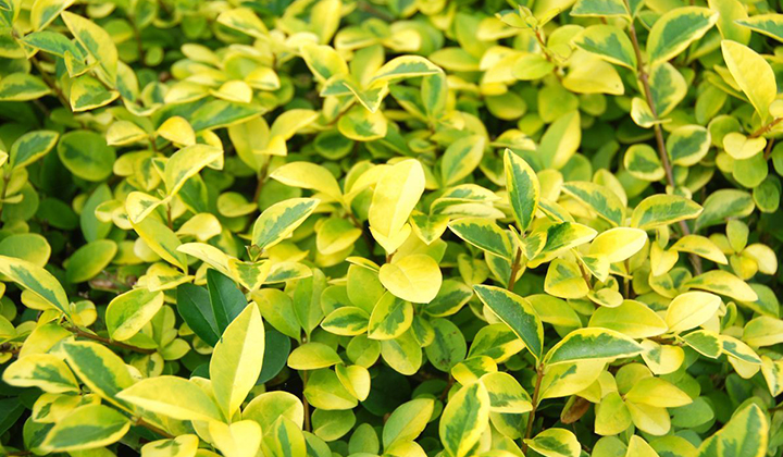 Sonnenlicht Ligusterhecke