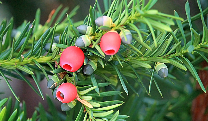 Gartenratgeber Taxus