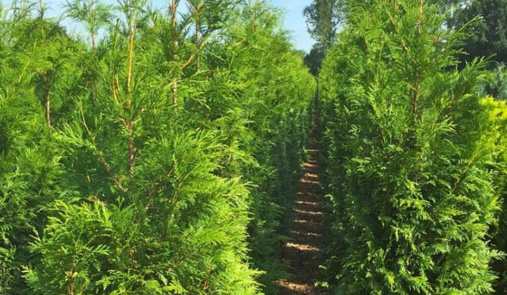 Thuja 'Atrovirens' kaufen