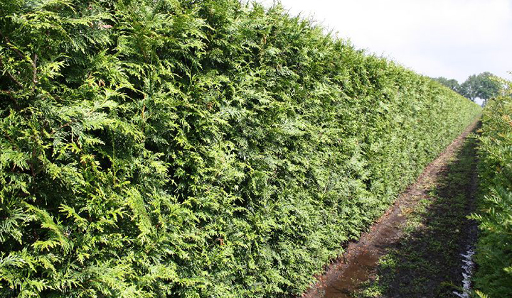Thuja 'Excelsa' kaufen