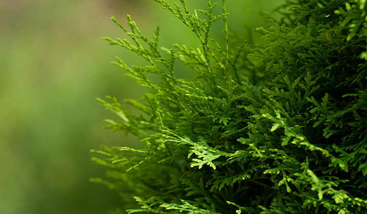 Thuja gefährlich