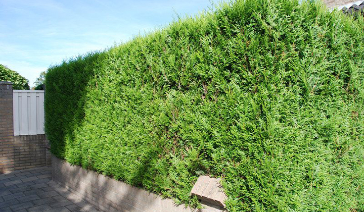 Thuja 'Martin' kaufen