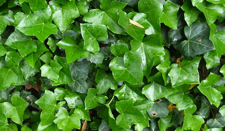 Gartenratgeber Efeu