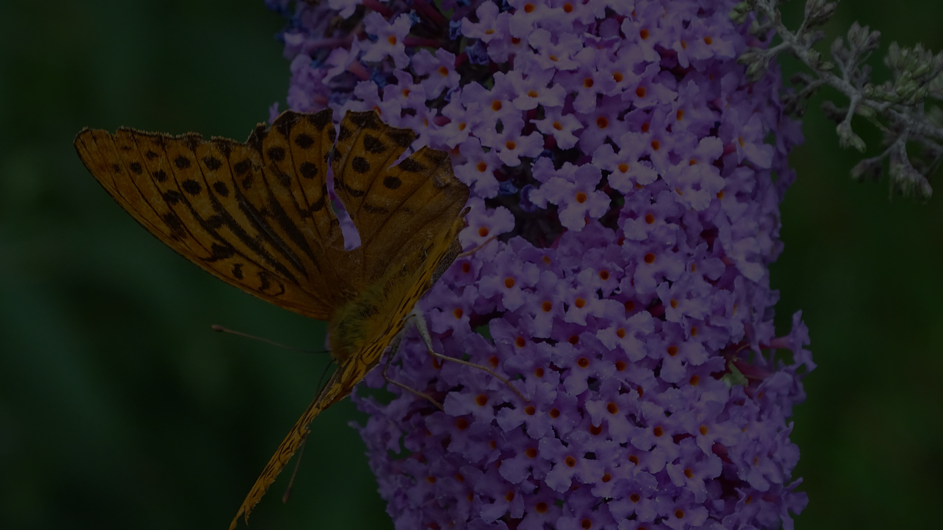 Gartenratgeber blühende Heckenpflanzen