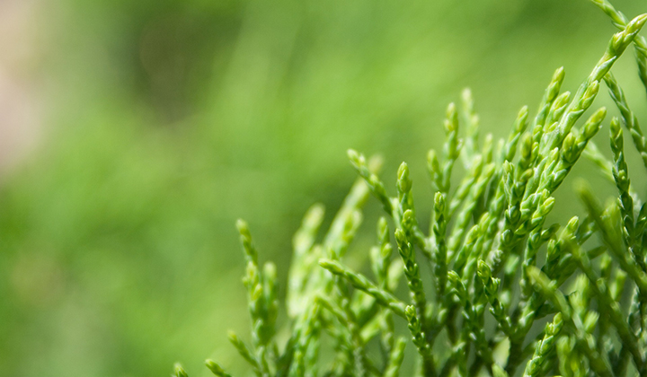 Unterschied zwischen Thuja occidentalis und Thuja plicata