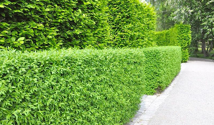 Wintergrüner Liguster 'Atrovirens' kaufen